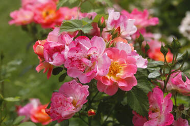 Nahaufnahme von rosa Rosen, die im Garten wachsen, Deutschland - JTF01287