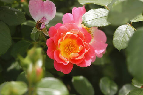 Nahaufnahme einer rosa Rose im Garten in Deutschland, lizenzfreies Stockfoto