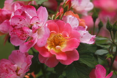 Nahaufnahme von rosa Rosen im Garten in Deutschland - JTF01289