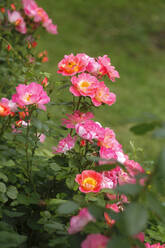 Blick von oben auf rosa Rosen, die auf Pflanzen im Garten wachsen, Deutschland - JTF01290