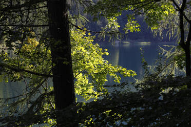 Scenic view of lake Alpsee in forest at Ostallgäu, Germany - JTF01291