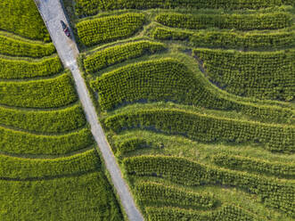 Luftaufnahme einer Straße inmitten eines landwirtschaftlichen Feldes, Bali, Indonesien - KNTF03374