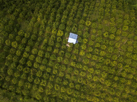 Luftaufnahme von Orangenbäumen auf einer Farm, Bali, Indonesien - KNTF03391