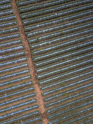 Luftaufnahme des Kohlanbaus auf einer Farm auf Bali, Indonesien, lizenzfreies Stockfoto