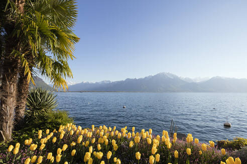 Frühlingstulpen, Genfersee (Lac Leman), Montreux, Waadt, Schweiz, Europa - RHPLF08766