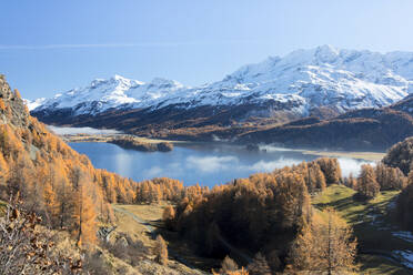 Bunte Wälder um den Silsersee mit schneebedeckten Gipfeln im Hintergrund, Maloja, Kanton Graubünden, Schweizer Alpen, Schweiz, Europa - RHPLF08801