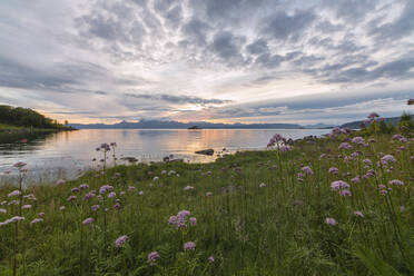 Grüne Wiesen und Blumen umrahmen das Meer unter den rosa Wolken der Mitternachtssonne, Vidrek, Ofotfjorden, Nordland, Norwegen, Skandinavien, Europa - RHPLF08816