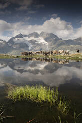 Cows grazing on green pastures surrounding the alpine lake, Val Bugliet, Canton of Graubunden, Engadine, Switzerland, Europe - RHPLF08820