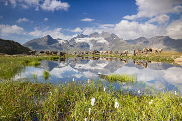 Kühe grasen auf grünen Weiden rund um den Alpensee, Val Bugliet, Kanton Graubünden, Engadin, Schweiz, Europa - RHPLF08821