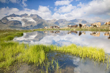 Kühe grasen auf grünen Weiden rund um den Alpensee, Val Bugliet, Kanton Graubünden, Engadin, Schweiz, Europa - RHPLF08822