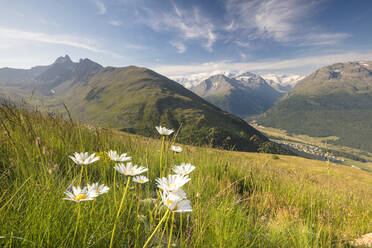 Green meadows and flowers frame the high peaks, Muottas Muragl, Samedan, Canton of Graubunden, Engadine, Switzerland, Europe - RHPLF08825