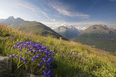 Grüne Wiesen und Blumen umrahmen die hohen Gipfel, Muottas Muragl, Samedan, Kanton Graubünden, Engadin, Schweiz, Europa - RHPLF08827