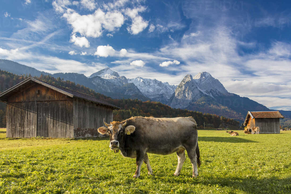 Kuh auf der grünen Weide, umrahmt von den hohen Gipfeln der Alpen, Garmisch  Partenkirchen, Oberbayern, Deutschland, Europa, lizenzfreies Stockfoto