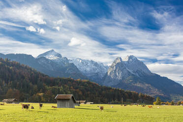 Kühe auf der grünen Weide, eingerahmt von den hohen Gipfeln der Alpen, Garmisch Partenkirchen, Oberbayern, Deutschland, Europa - RHPLF08831