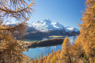 Bunte Wälder um den Silser See, eingerahmt von schneebedeckten Gipfeln im Hintergrund, Maloja, Kanton Graubünden, Engadin, Schweiz, Europa - RHPLF08841