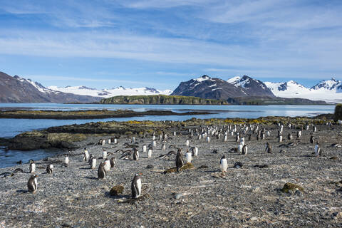 Eselspinguin-Kolonie (Pygoscelis papua), Prion-Insel, Südgeorgien, Antarktis, Polarregionen, lizenzfreies Stockfoto