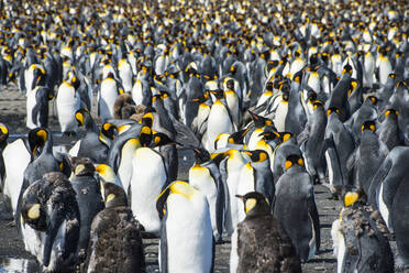 Kolonie des Königspinguins (Aptenodytes patagonicus), Salisbury Plain, Südgeorgien, Antarktis, Polarregionen - RHPLF08862