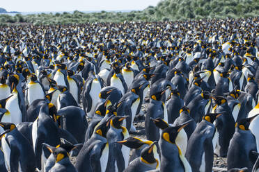 Kolonie des Königspinguins (Aptenodytes patagonicus), Salisbury Plain, Südgeorgien, Antarktis, Polarregionen - RHPLF08863