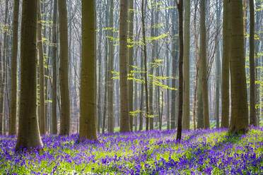 Blauglockenblüten (Hyacinthoides non-scripta) bedecken einen Laubbuchenwald im zeitigen Frühjahr, Halle, Flandern, Belgien, Europa - RHPLF08873