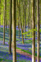 Blauglockenblüten (Hyacinthoides non-scripta) bedecken einen Laubbuchenwald im zeitigen Frühjahr, Halle, Flandern, Belgien, Europa - RHPLF08874