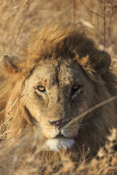 Afrikanischer Löwe, Serengeti-Nationalpark, Tansania, Ostafrika, Afrika - RHPLF08916