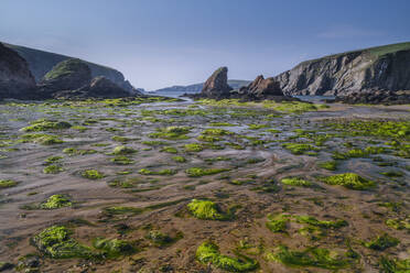 Seegras am Strand von Shetland, Schottland - FOLF10966