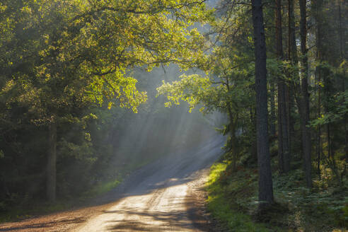 Sonnenstrahlen über einem Waldweg in Lidingo, Schweden - FOLF10967