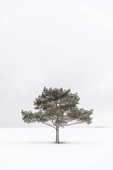 Baum im schneebedeckten Feld - FOLF11001