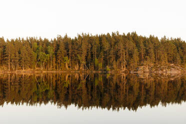 Der Wald spiegelt sich im Skiren-See, Schweden - FOLF11007