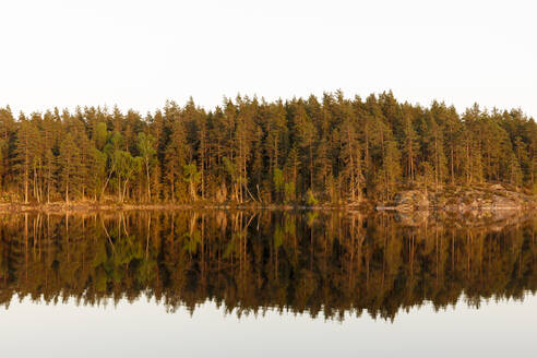 Der Wald spiegelt sich im Skiren-See, Schweden - FOLF11007