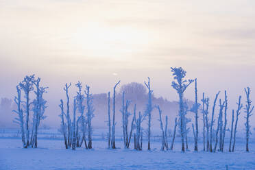 Frostbedeckte Bäume auf einem Feld - FOLF11020