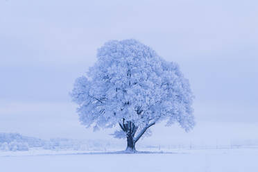 Schneebedeckter Baum im Winter - FOLF11022