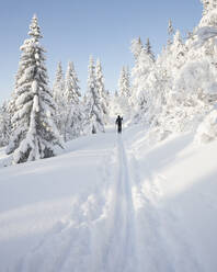 Man skiing by snow covered trees - FOLF11024