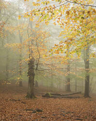 Misty forest - FOLF11028