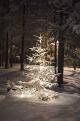 Baum mit Schnee bedeckt - FOLF11033