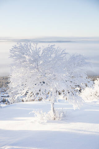 Schneebedeckte Bäume, lizenzfreies Stockfoto