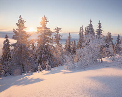 Schneebedeckte Bäume bei Sonnenuntergang - FOLF11037