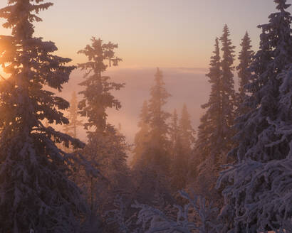 Schneebedeckte Bäume bei Sonnenuntergang - FOLF11038
