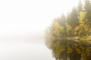 Bäume am See im Nebel - FOLF11094