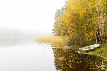 Trees and boat beside lake under fog - FOLF11095