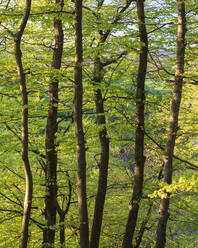 Bäume im Wald im Soderasen-Nationalpark, Schweden - FOLF11099