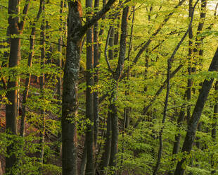 Bäume im Wald im Soderasen-Nationalpark, Schweden - FOLF11100
