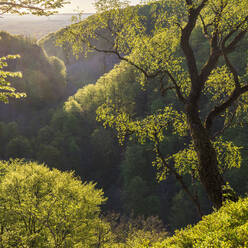 Grüne Bäume an den Hügeln des Nationalparks Soderasen, Schweden - FOLF11104