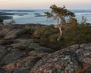 Kiefer an der Ostsee im Skuleskogen-Nationalpark, Schweden - FOLF11116