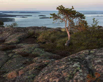 Kiefer an der Ostsee im Skuleskogen-Nationalpark, Schweden - FOLF11116