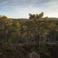 Pine tree forest in Skuleskogen National Park, Sweden - FOLF11122