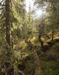 Forest in Bjornlandet National Park, Sweden - FOLF11123