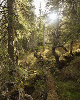 Wald im Nationalpark Bjornlandet, Schweden - FOLF11123