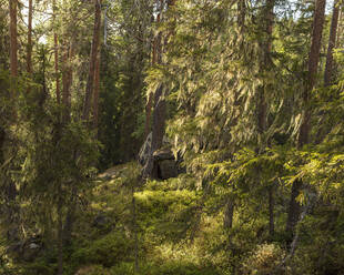 Wald im Nationalpark Bjornlandet, Schweden - FOLF11124