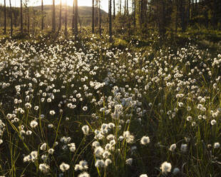 Weiße Blumen an Bäumen im Bjornlandet-Nationalpark, Schweden - FOLF11125